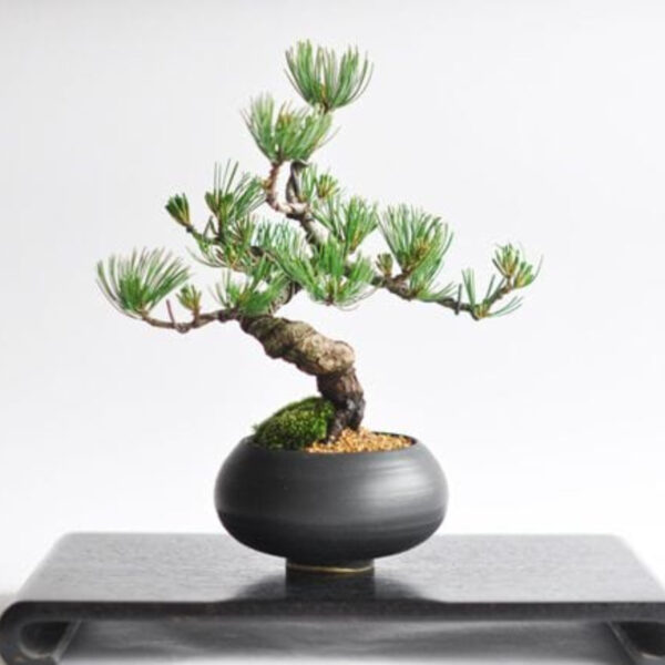 Japonism Bonsai Five Leaf Pine Round Wa Bowl01