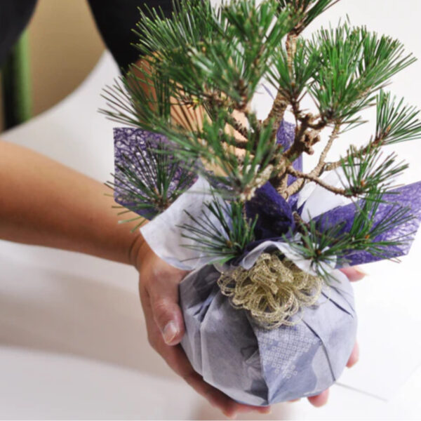 Japonism Bonsai Five Leaf Pine Round Wa Bowl02