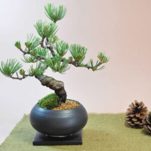 Japonism Bonsai Five Leaf Pine Round Wa Bowl03