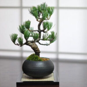 Japonism Bonsai Five Leaf Pine Round Wa Bowl04