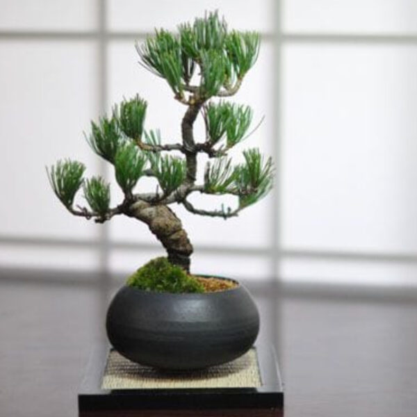 Japonism Bonsai Five Leaf Pine Round Wa Bowl04