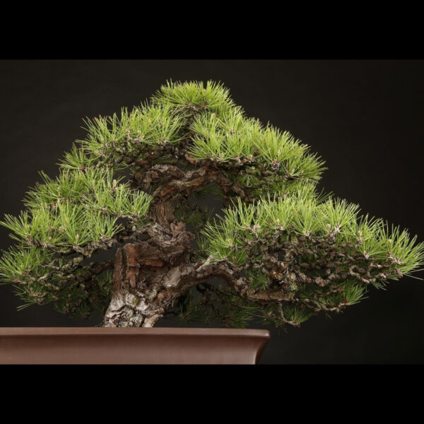 Japonism Bonsai Japanese Black Pine 100yrs Shinshidei Rectangle 08