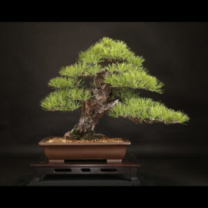 Japonism Bonsai Japanese Black Pine 100yrs Shinshidei Rectangle01