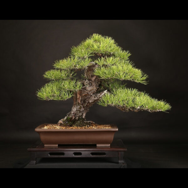 Japonism Bonsai Japanese Black Pine 100yrs Shinshidei Rectangle01