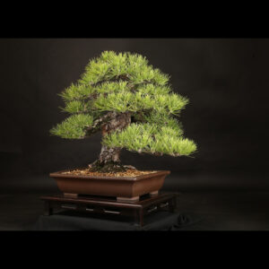 Japonism Bonsai Japanese Black Pine 100yrs Shinshidei Rectangle02