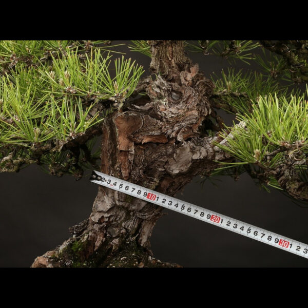 Japonism Bonsai Japanese Black Pine 100yrs Shinshidei Rectangle03