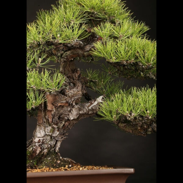 Japonism Bonsai Japanese Black Pine 100yrs Shinshidei Rectangle04