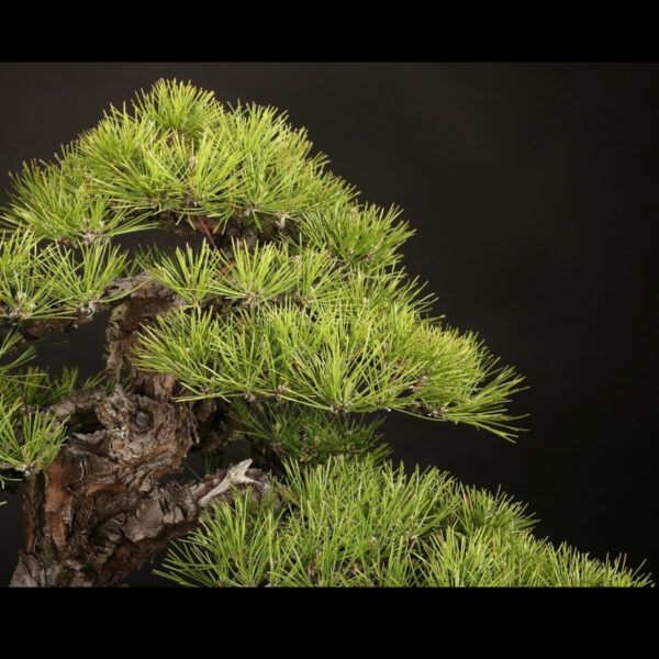 Japonism Bonsai Japanese Black Pine 100yrs Shinshidei Rectangle05