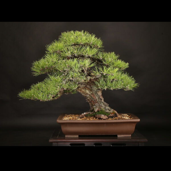 Japonism Bonsai Japanese Black Pine 100yrs Shinshidei Rectangle06