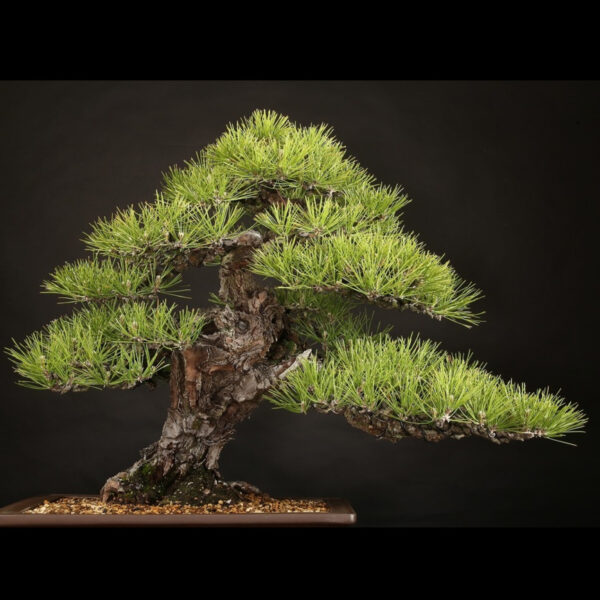 Japonism Bonsai Japanese Black Pine 100yrs Shinshidei Rectangle07