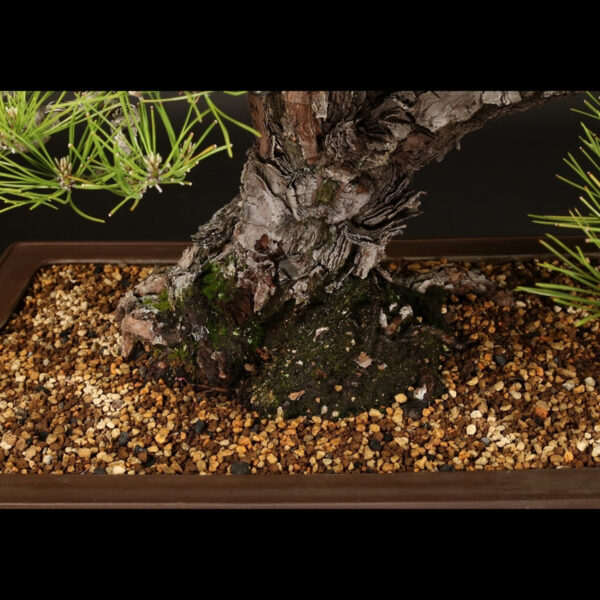 Japonism Bonsai Japanese Black Pine 100yrs Shinshidei Rectangle08