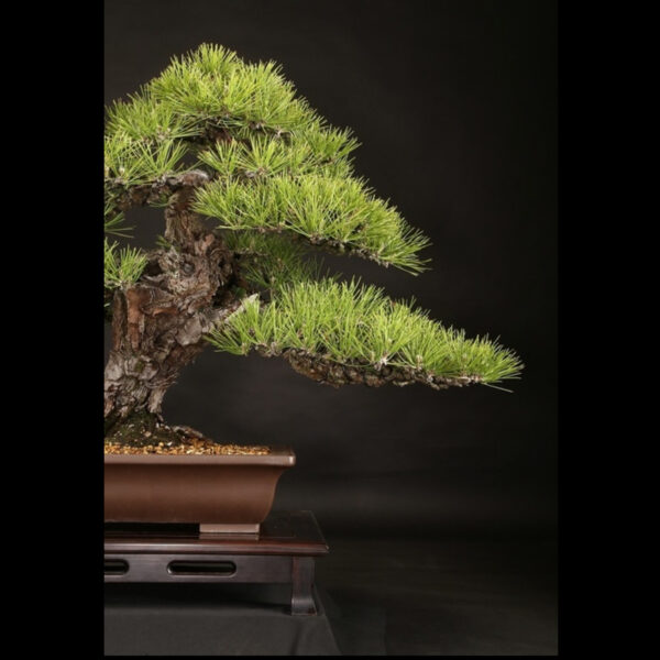 Japonism Bonsai Japanese Black Pine 100yrs Shinshidei Rectangle10