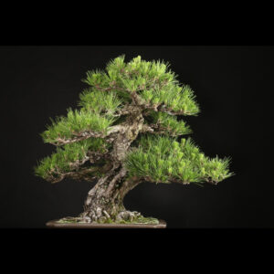 Japonism Bonsai Japanese Black Pine 80yrs Shinshidei Rectangle 01