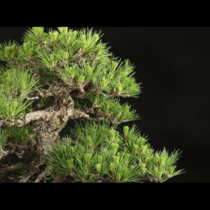 Japonism Bonsai Japanese Black Pine 80yrs Shinshidei Rectangle02