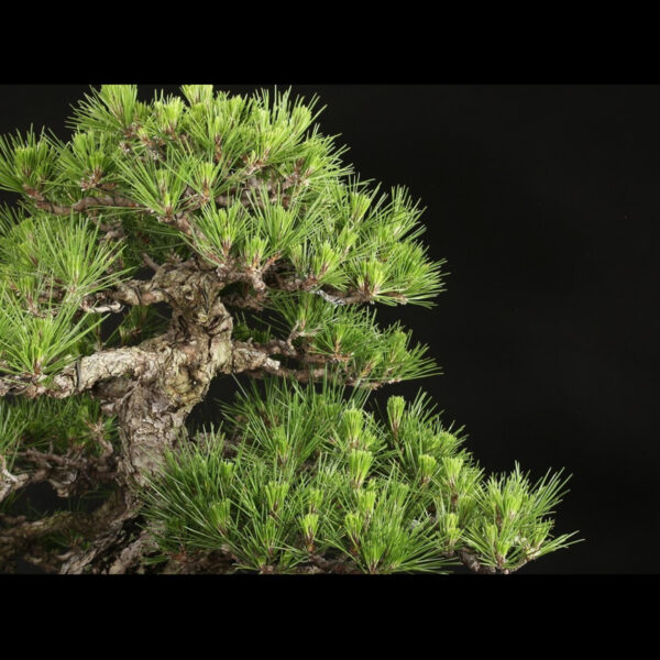 Japonism Bonsai Japanese Black Pine 80yrs Shinshidei Rectangle02