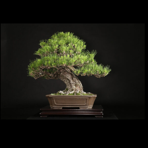 Japonism Bonsai Japanese Black Pine 80yrs Shinshidei Rectangle03