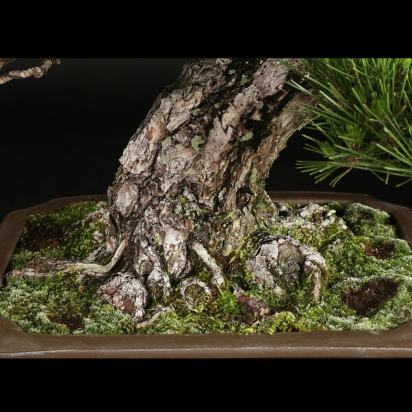 Japonism Bonsai Japanese Black Pine 80yrs Shinshidei Rectangle04
