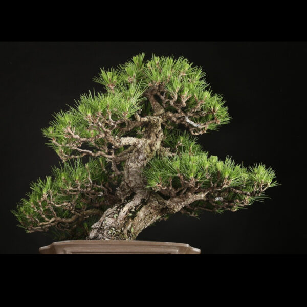 Japonism Bonsai Japanese Black Pine 80yrs Shinshidei Rectangle05