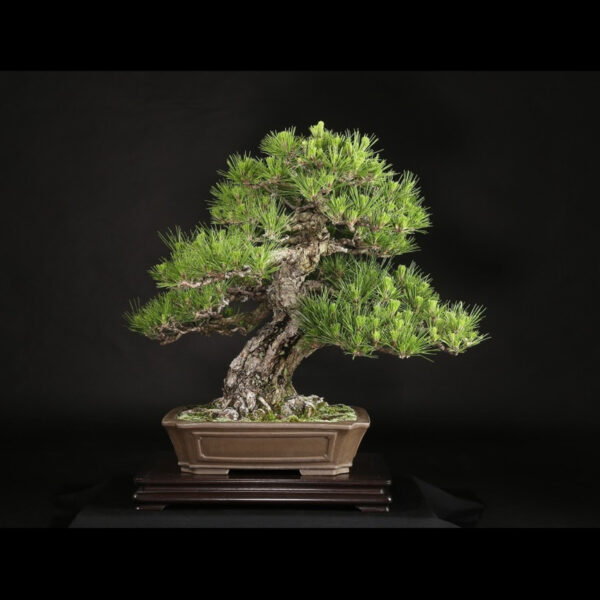 Japonism Bonsai Japanese Black Pine 80yrs Shinshidei Rectangle06