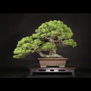 Japonism Bonsai Japanese White Pine 120yrs Shosen Rectangle01