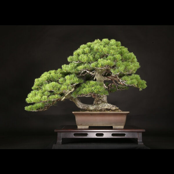 Japonism Bonsai Japanese White Pine 120yrs Shosen Rectangle01