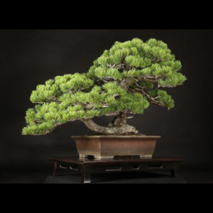 Japonism Bonsai Japanese White Pine 120yrs Shosen Rectangle02