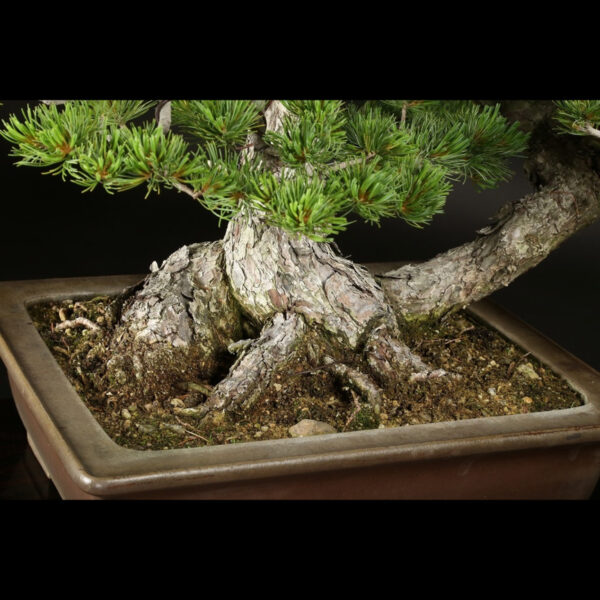Japonism Bonsai Japanese White Pine 120yrs Shosen Rectangle03