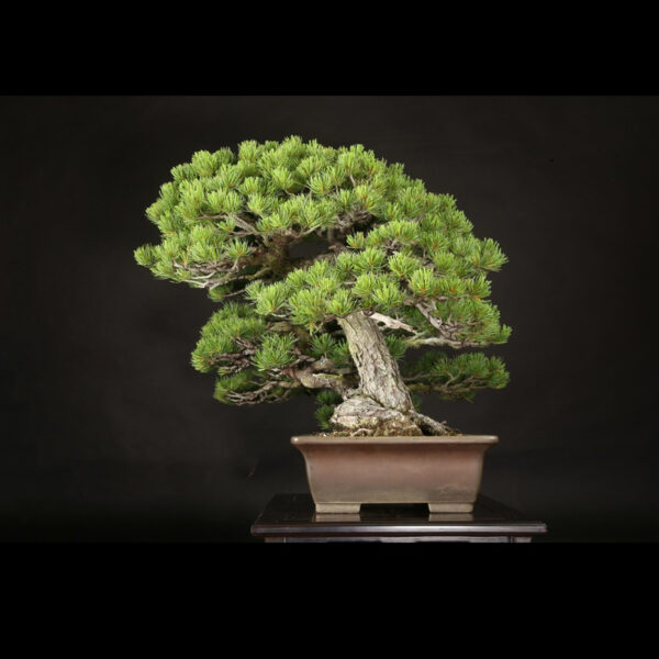Japonism Bonsai Japanese White Pine 120yrs Shosen Rectangle04