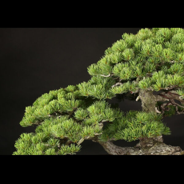 Japonism Bonsai Japanese White Pine 120yrs Shosen Rectangle06