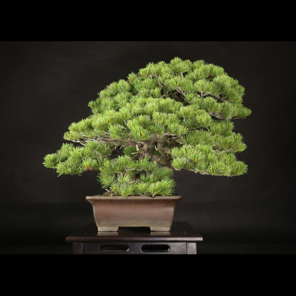 Japonism Bonsai Japanese White Pine 120yrs Shosen Rectangle07