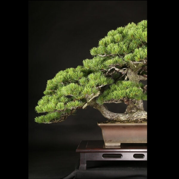 Japonism Bonsai Japanese White Pine 120yrs Shosen Rectangle08