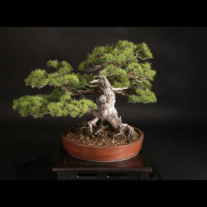 Japonism Bonsai Japanese White Pine 120yrs Washudei Oval01