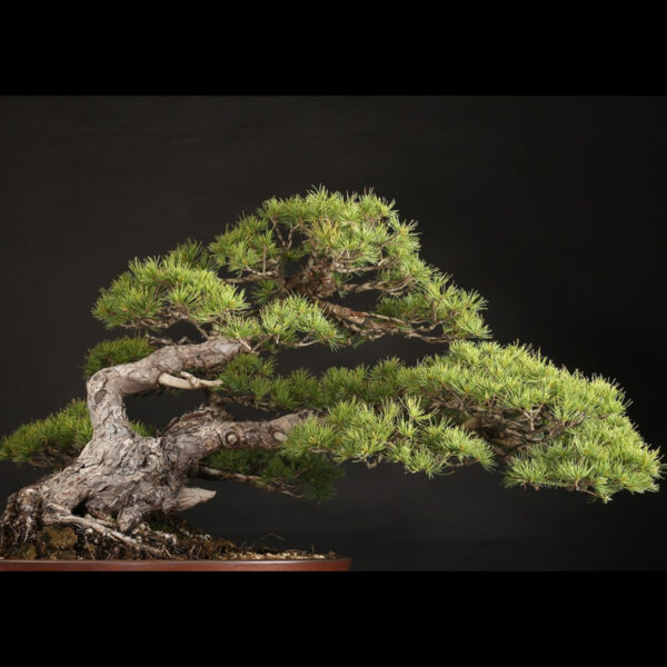 Japonism Bonsai Japanese White Pine 120yrs Washudei Oval02