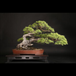 Japonism Bonsai Japanese White Pine 120yrs Washudei Oval03