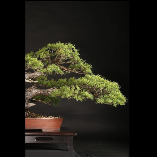 Japonism Bonsai Japanese White Pine 120yrs Washudei Oval04