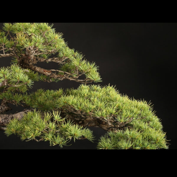 Japonism Bonsai Japanese White Pine 120yrs Washudei Oval05
