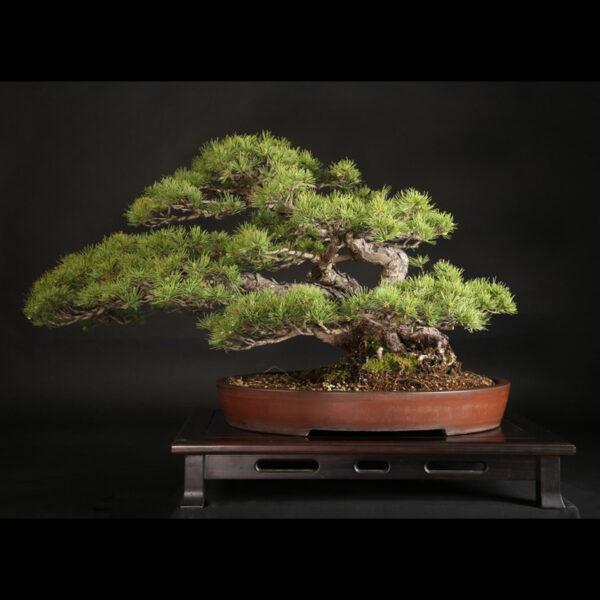 Japonism Bonsai Japanese White Pine 120yrs Washudei Oval06