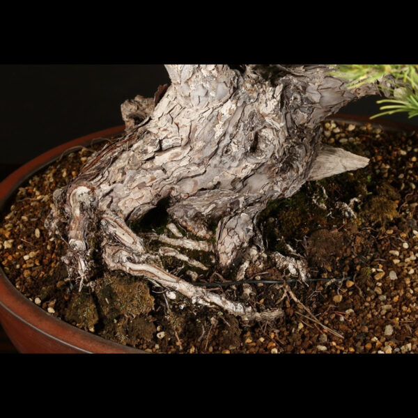 Japonism Bonsai Japanese White Pine 120yrs Washudei Oval07