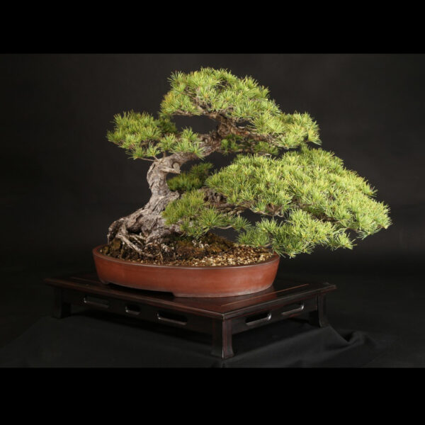 Japonism Bonsai Japanese White Pine 120yrs Washudei Oval08