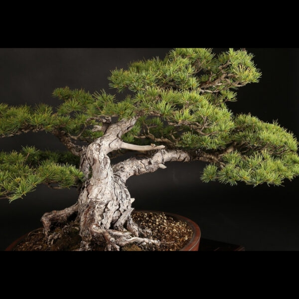 Japonism Bonsai Japanese White Pine 120yrs Washudei Oval10