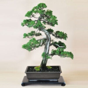 Japonism Bonsai Kishu Makashiwa Majestic01