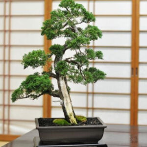 Japonism Bonsai Kishu Makashiwa Majestic02