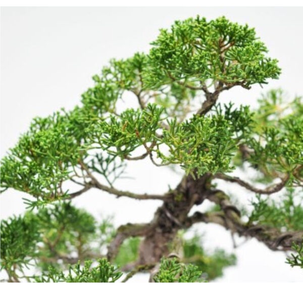 Japonism Bonsai Kishu Makashiwa Majestic03