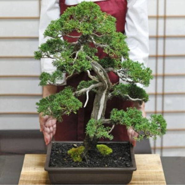 Japonism Bonsai Kishu Makashiwa Majestic04