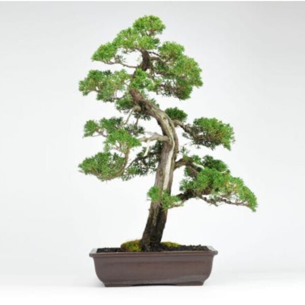 Japonism Bonsai Kishu Makashiwa Majestic05