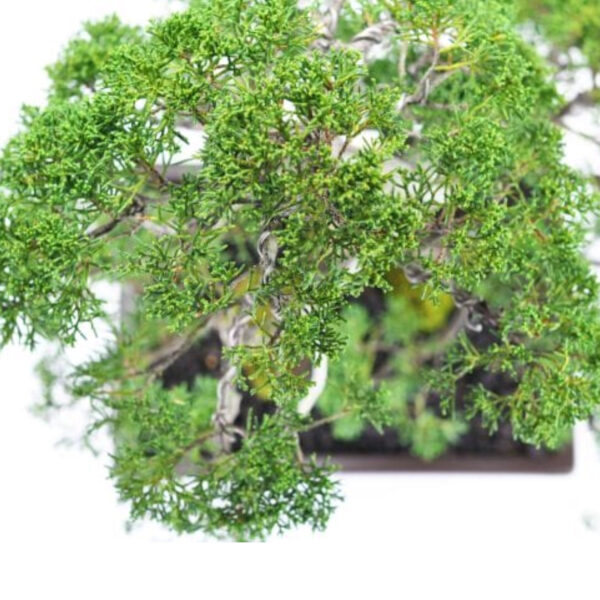 Japonism Bonsai Kishu Makashiwa Majestic06