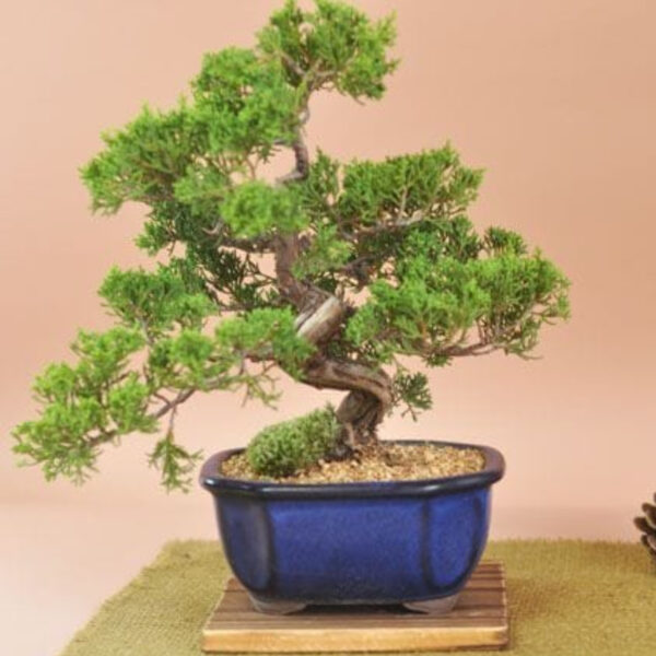 Japonism Bonsai Makashiwa Special Jinshari01