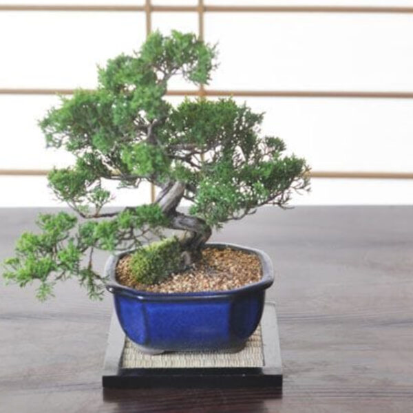 Japonism Bonsai Makashiwa Special Jinshari02