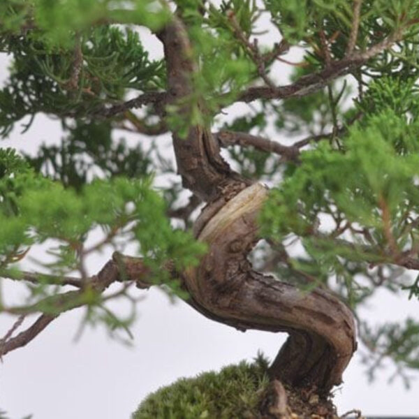 Japonism Bonsai Makashiwa Special Jinshari03