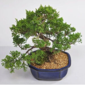 Japonism Bonsai Makashiwa Special Jinshari07